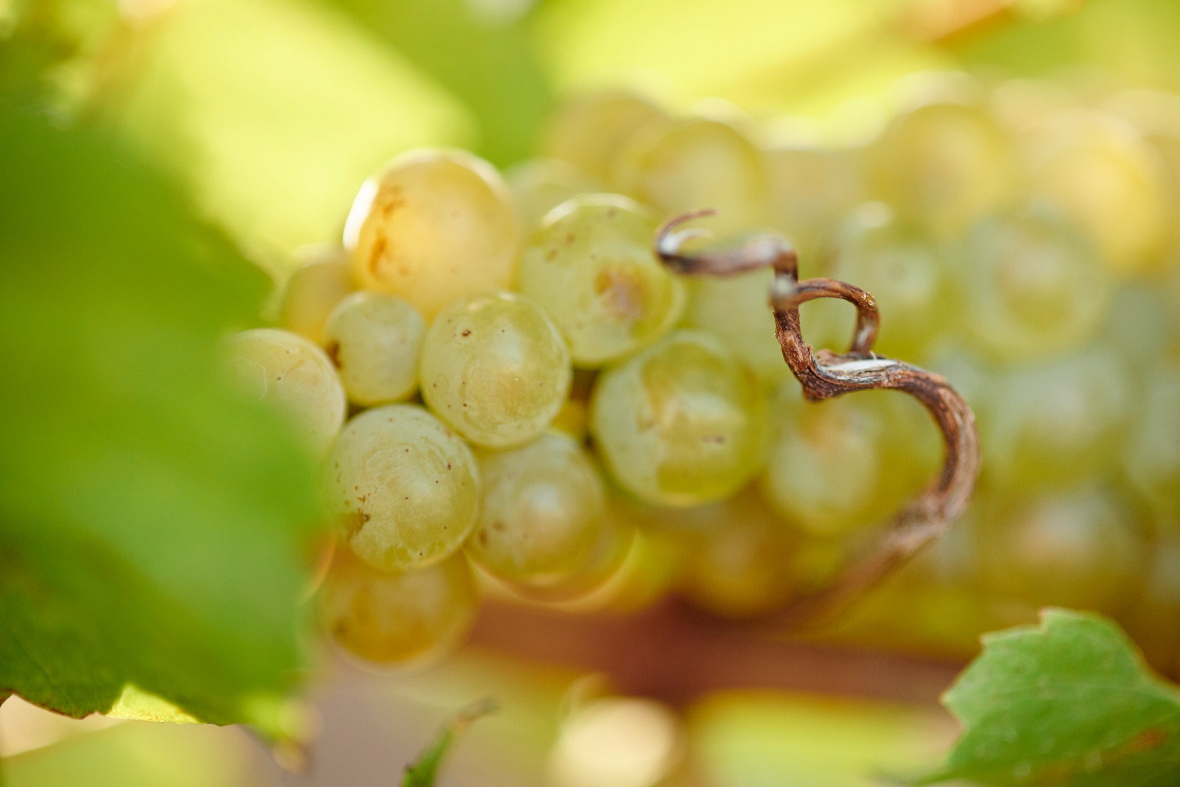 Australian Chardonnay