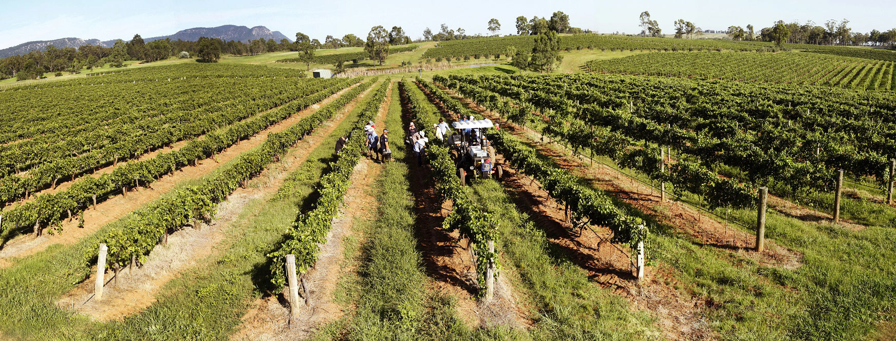 Brokenwood Wines