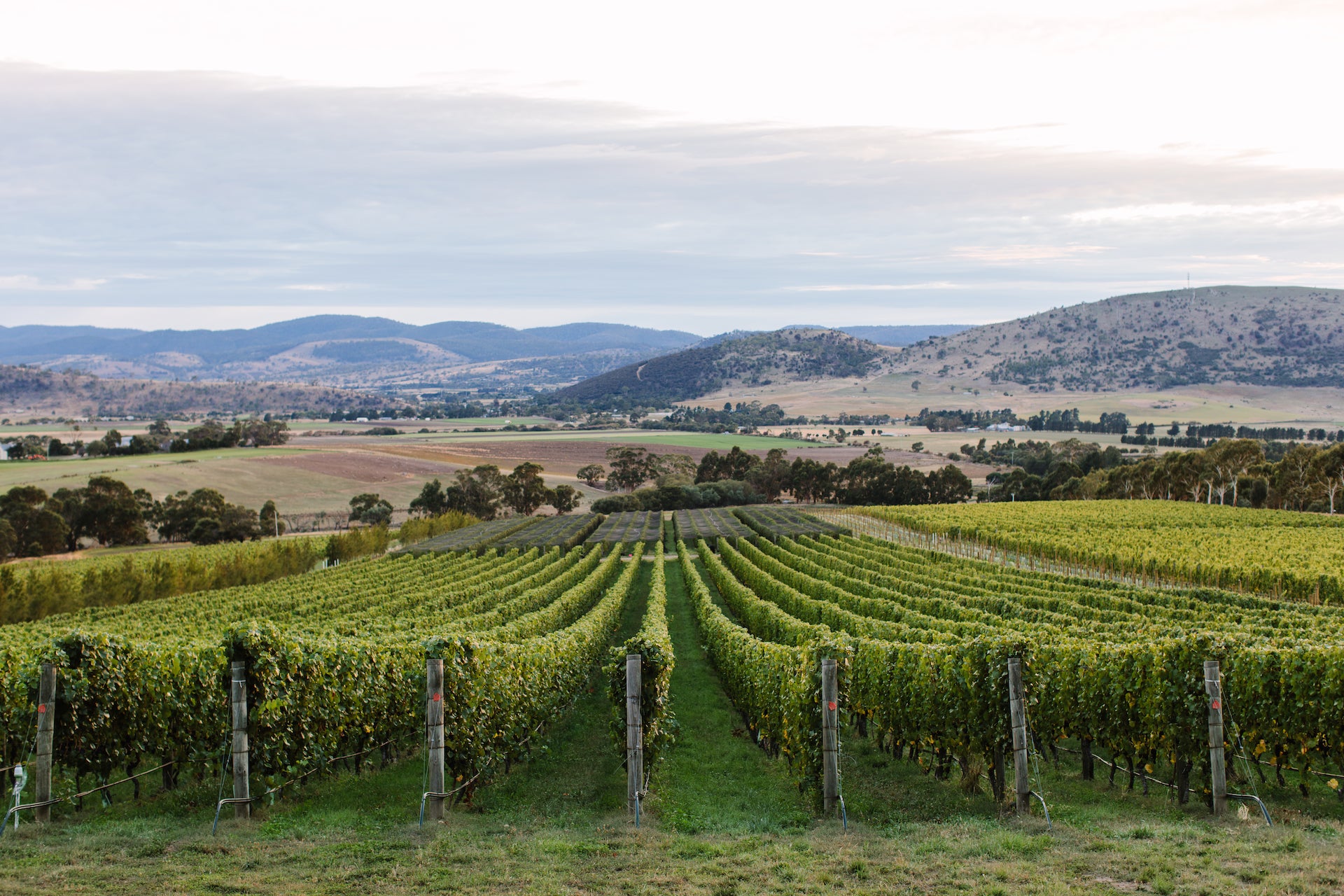 Australian Wines of Tasmania