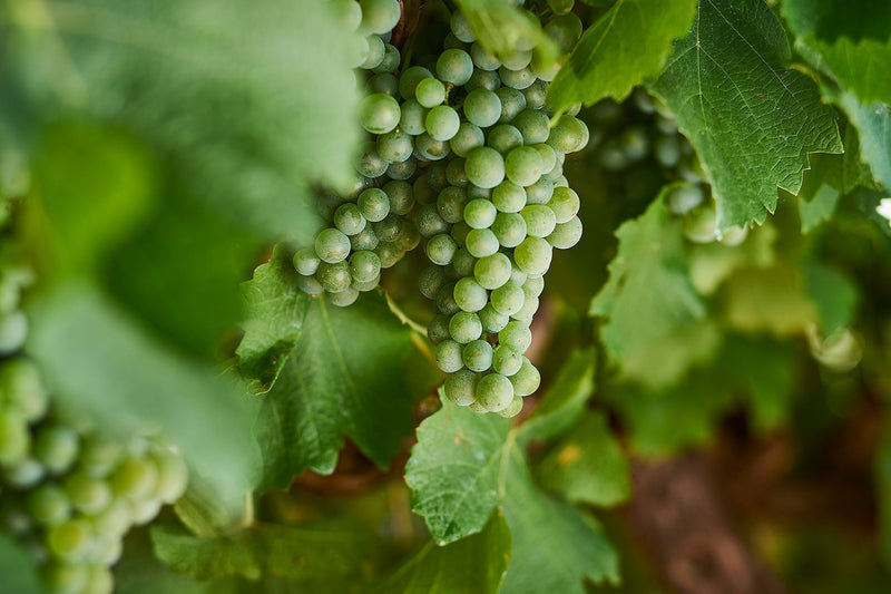 Australian Semillon | A Distinctive and Evolving Wine Tradition