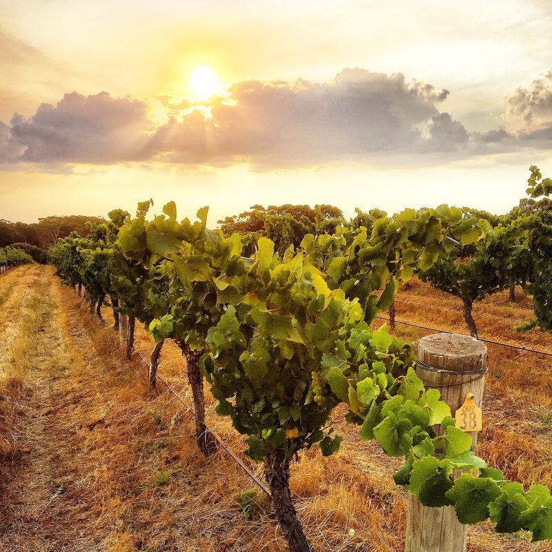 Australian Chardonnay | The Reigning Queen of the Australian Wine Scene