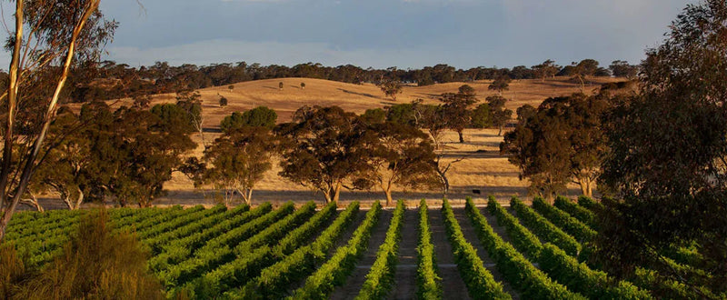 The Australian Wine Climate | Offering a Varied Drinking Experience