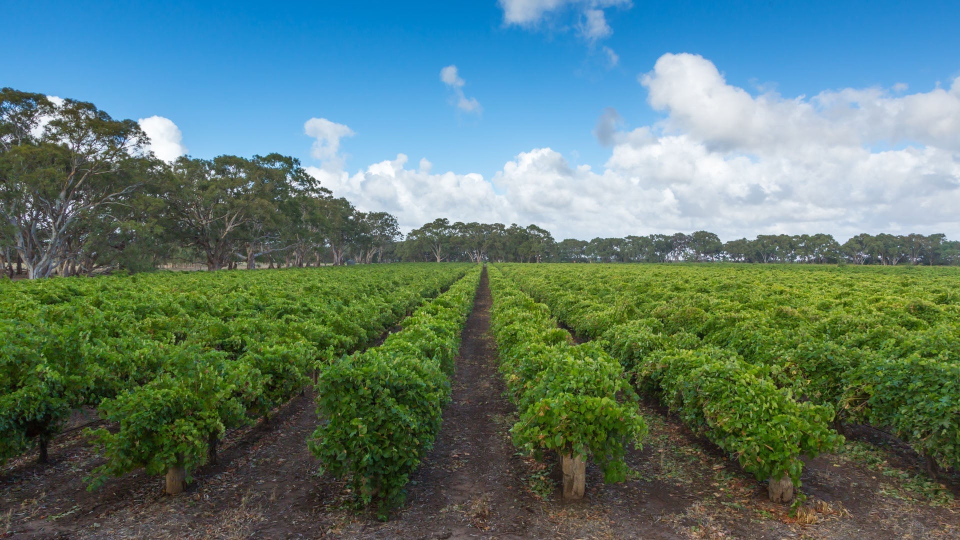 Heartland Wines